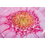 Плотик-матрас надувной Intex Розовый цветок 142 см (58787) Бердичев