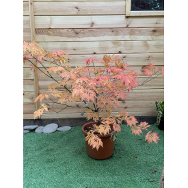 Фото - Японський клен Rovinsky Garden Acer Palmatum Aconitifilium 80-100 см (объем горшка 8 л) Японський клен Rovinsky Garden Acer Palmatum Aconitifilium 80-100 см (объем горшка 8 л)