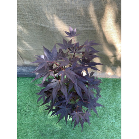 Японский клен Florinda Japanese maple, acer palmatum Livy Perfect for Garden, 70-90см, объем горшка 3,5л