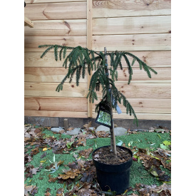 Ель восточная Rovinsky Garden Ауреоспиката Picea orientalis Aureospicata 70-90 см (объем горшка 4 л) RG315