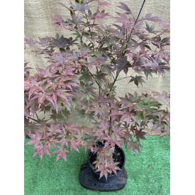 Японский клен Japanese maple, acer palmatum Atropurpureum Rovinsky Garden 1,3-1,5 м 10л (RG067)