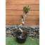 Фікус Бонсай Rovinsky Garden Bonsai Ficus, висота 80см, об`єм горщику 5л Весёлое