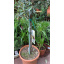 Оливковое дерево Florinda Olea europaea, 85-100 см, обьем горшка 6л Приморск