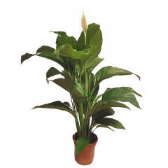 Спатифиллум Сенсация Florinda (Spathiphyllum Sensation), 2 растения в горшке, 130см, объем горшка 6л Весёлое