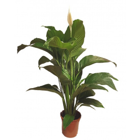 Спатифиллум Сенсация Florinda (Spathiphyllum Sensation), 2 растения в горшке, 130см, объем горшка 6л