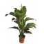 Спатифиллум Сенсация Florinda (Spathiphyllum Sensation), 2 растения в горшке, 130см, объем горшка 6л Киев