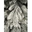 Искусственная елка литая заснеженная Cruzo Гуманська 2,4м. Николаев