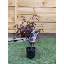 Японский клен Rovinsky Garden (Japanese maple) Atropurpureum 30-40 см (объем горшка 0,8 л) RG002
