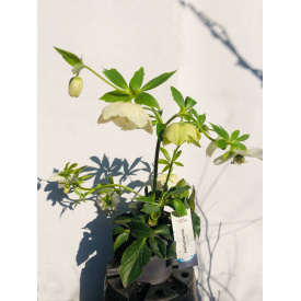 Морозник Rovinsky Garden Helleborus Orientalis ⌀15 25 - 35 см