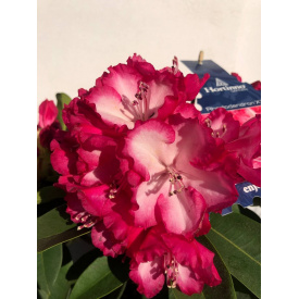 Рододендрон Rovinsky Garden Flowering XXL ⌀19
