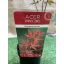Японский клен Rovinsky Garden (Japanese maple) Atropurpureum 70-90 см (объем горшка 3 л) RG001 Мукачево