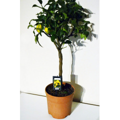 Цитрус Rovinsky Garden Lime ⌀ 19 65-70 см Приморск
