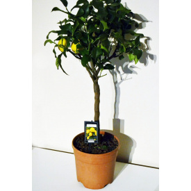 Цитрус Rovinsky Garden Lime ⌀ 19 65-70 см