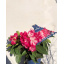 Рододендрон Rovinsky Garden Flowering XXL ⌀19 Тернопіль