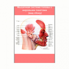 Плакат Vivay Мышечная система головы с жировыми пакетами (вид сбоку) А0 (8221) Рівне