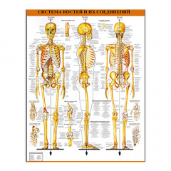 Плакат Vivay Система костей и их соединений А0 (4690) Полтава