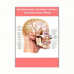 Плакат Vivay Кровеносная система головы, артерии (вид сбоку) А0 (8245) Володарск-Волынский