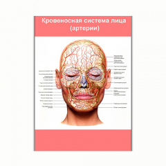 Плакат Vivay Кровеносная система лица (артерии) А0 (8189) Киев