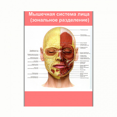 Плакат Vivay Мышечная система лица (зональное разделение) А0 (8213) Полтава