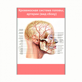 Плакат Vivay Кровеносная система головы, артерии (вид сбоку) А0 (8245)