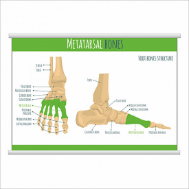 Плакат Vivay "Metatarsal bones" с планкой А0 (9015)