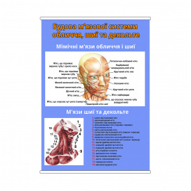 Плакат Vivay “Будова м'язової системи обличчя, шиї та декольте” А0