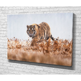 Картина в гостиную спальню для интерьера Сибирский тигр KIL Art 81x54 см (587)