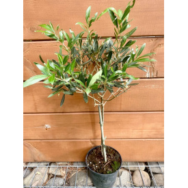 Оливковое дерево Rovinsky Garden Olea europaea 50-60 см 3л (RG224-1)