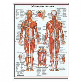 Плакат Vivay “Мышечная система” А0 (8951)