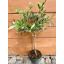 Оливковое дерево Rovinsky Garden Olea europaea 50-60 см 3л (RG224-1) Весёлое