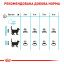 Сухой корм для кошек Royal Canin Urinary Care 2 кг (3182550842938) (1800020) Павлоград