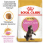 Сухой корм для котят Royal Canin Mainecoon Kitten 2 кг (3182550816502) (2558020) Полтава