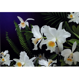 Фотообои Арт Декор Дикая орхидея 194х278