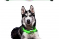 Собачий нашийник LED Light Petsaber Maxi
