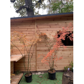 Японский клен Rovinsky Garden (Japanese maple), acer palmatum RYUSEN Red-Orange-Yellow Leaves, высота 2 - 3м, объем горшка 25л