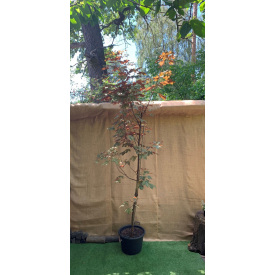 Фото - Клен ложноплатановый Rovinsky Garden Acer Eskimo Sunset Sycamore Maple, 4 -5м, объем горшка 50л (RG017) Клен ложноплатановый Rovinsky Garden Acer Eskimo Sunset Sycamore Maple, 4 -5м, объем горшка 50л (RG017)