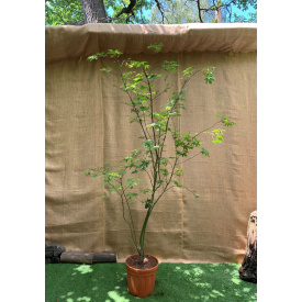 Большой японский клен Rovinsky Garden Japanese maple, acer palmatum Osakazuki, 2 - 2,5м, объем горшка 20л (RG039)