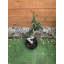 Фікус Бонсай Rovinsky Garden Bonsai Ficus, висота 80см, об`єм горщику 5л Весёлое