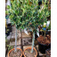 Оливковое дерево Florinda Olea europaea, 85-100 см, обьем горшка 6л Киев