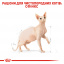 Сухой корм для взрослых кошек Royal Canin Sphynx Adult 10 кг (3182550758857) (2556100) Харьков
