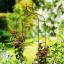 Арка садова-пергола GardenLine PERG-N6078 Миколаїв