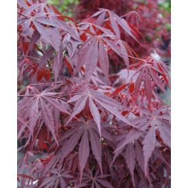 Японский клен Rovinsky Garden Japanese maple, acer palmatum Sumi-nagashi Intense Dark, 60-80см, объем горшка 3л