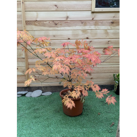 Японський клен Rovinsky Garden Acer Palmatum Aconitifilium 80-100 см (объем горшка 8 л)
