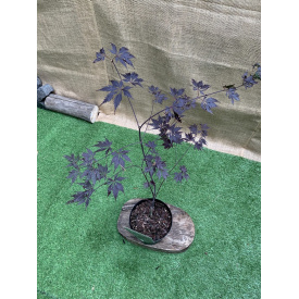 Японский клен Rovinsky Garden (Japanese maple) Special Selection Black Lace 60-80 см (3 л) RG018