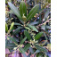 Оливковое дерево Rovinsky Garden Olea europaea 50-60 см 3л (RG224-1) Полтава