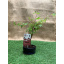 Японский клен Rovinsky Garden Japanese maple Bonsai Atropurpureum 25-35 см RG010 Чернігів