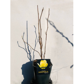 Магнолия Rovinsky Garden Yellow Riwer ⌀23 60-80 см