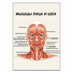 Плакат “Мышцы лица и шеи” А0 Полтава