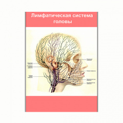 Плакат Vivay Лимфатическая система головы А0 (8185) Полтава