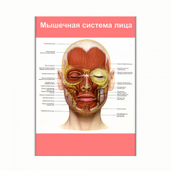 Плакат Vivay Мышечная система лица А0 (8205) Полтава